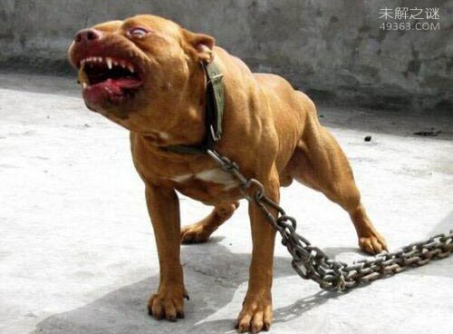 比特犬美国培育出来的品种无痛觉神经