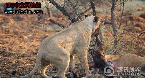 原来狮子也很善良！一只母狮帮助自己的猎物接生823 / 作者:伤我心太深 / 帖子ID:4775