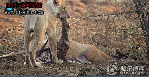 原来狮子也很善良！一只母狮帮助自己的猎物接生512 / 作者:伤我心太深 / 帖子ID:4775