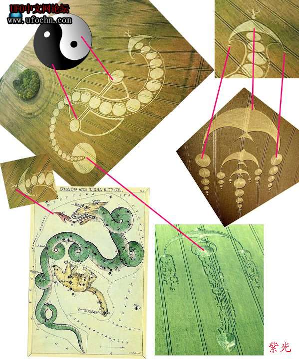 最近的麦田圈   疯了..860 / 作者:山东老妖 / 帖子ID:5642