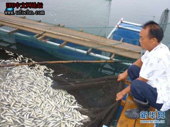 湖南资江百余里河道野生鱼大面积死亡414 / 作者:伤我心太深 / 帖子ID:6059