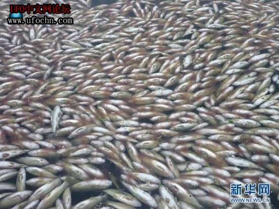 湖南资江百余里河道野生鱼大面积死亡239 / 作者:伤我心太深 / 帖子ID:6059