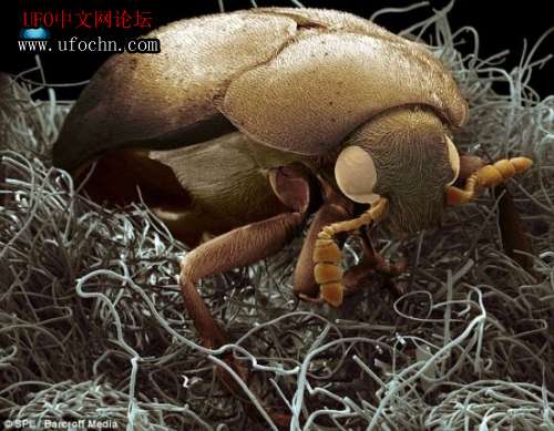 藏在家里的恐怖寄生生物212 / 作者:伤我心太深 / 帖子ID:6452