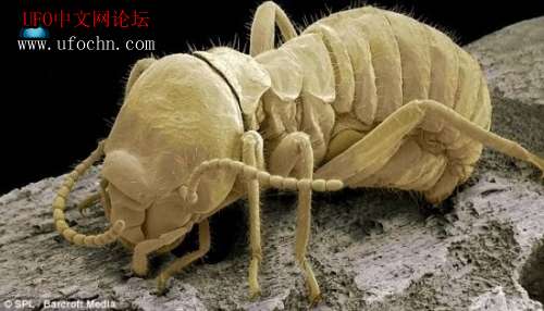 藏在家里的恐怖寄生生物157 / 作者:伤我心太深 / 帖子ID:6452