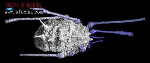 科学家建立远古盲蜘蛛3D模型 揭晓其神秘进化之谜631 / 作者:伤我心太深 / 帖子ID:6509