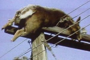 UFO真的把牲畜肢解了吗？934 / 作者:u3203186 / 帖子ID:6887