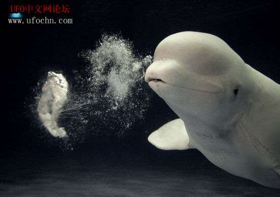 日本摄影师潜入水族馆拍到白鲸吐泡泡精彩瞬间225 / 作者:伤我心太深 / 帖子ID:7049