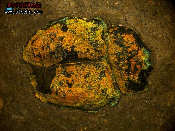 4700万年前奇特甲虫化石：外壳颜色鲜艳未变821 / 作者:伤我心太深 / 帖子ID:7495