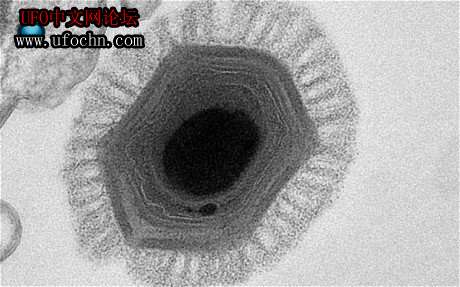智利海底发现世界最大病毒  超级病毒一直存在与地球896 / 作者:伤我心太深 / 帖子ID:7834