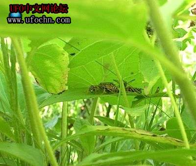 昆虫学家发现怪异寄生行为打破传统寄生规律897 / 作者:伤我心太深 / 帖子ID:8368