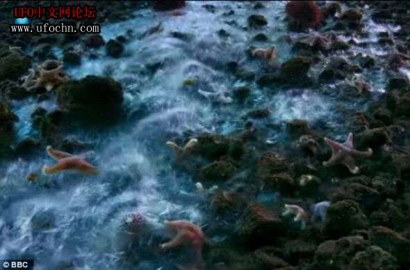 冰柱沉入南极海底奇景：沿途生物惨遭冻结103 / 作者:伤我心太深 / 帖子ID:9056