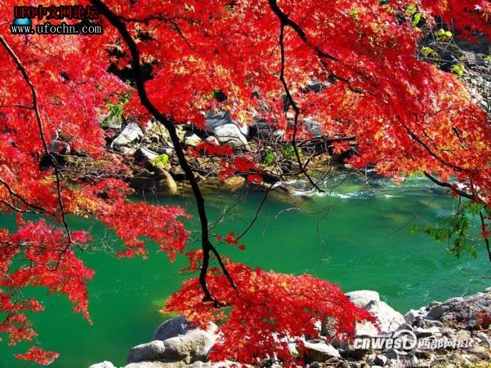 秋天红叶  你回忆到了什么？415 / 作者:伤我心太深 / 帖子ID:9138
