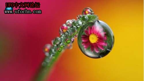 英国摄影师耗时六年寻奇观 超梦幻露珠现真身192 / 作者:伤我心太深 / 帖子ID:9198
