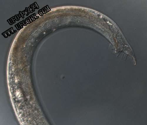 科学家发现奇特蠕虫能以雌雄间体方式进行繁殖589 / 作者:伤我心太深 / 帖子ID:9372