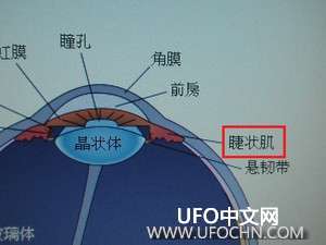 中国古代提高视力的方法《易视经》《五禽眼戏》《洗髓经》200 / 作者:伤我心太深 / 帖子ID:14955