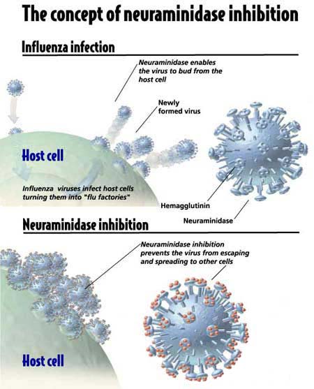 H7N9：禽流感再临！紧急寻找病毒来源919 / 作者:伤我心太深 / 帖子ID:16557