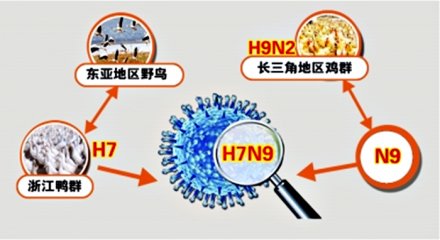 H7N9：禽流感再临！紧急寻找病毒来源235 / 作者:伤我心太深 / 帖子ID:16557