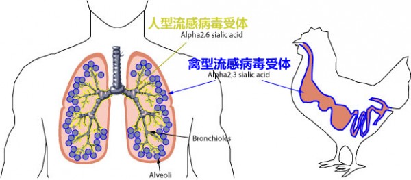 H7N9：禽流感再临！紧急寻找病毒来源632 / 作者:伤我心太深 / 帖子ID:16557