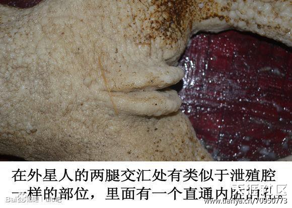 用电就能电死外星人,并冰冰箱里？绝对不可能！422 / 作者:UFO中文网 / 帖子ID:16833