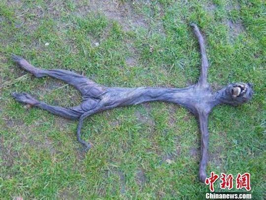 南非发现疑似“外星生物”319 / 作者:UFO中文网 / 帖子ID:17057