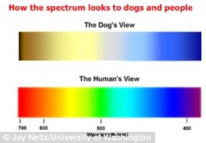 科学家解开犬类视觉之谜：狗能看见不同颜色412 / 作者:UFO中文网 / 帖子ID:17232