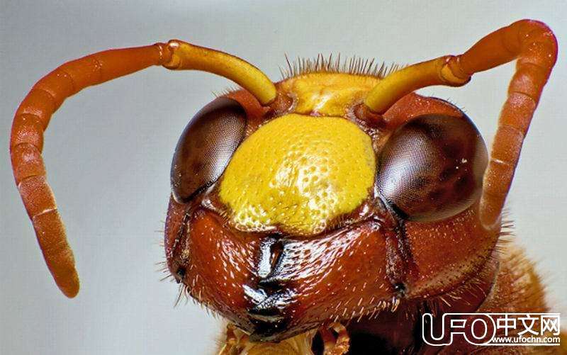 满足这十条 你就是外星人294 / 作者:UFO中文网 / 帖子ID:17911