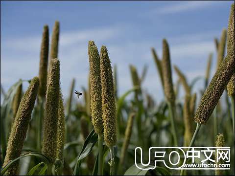 揭秘挪威的世界末日种子库【组图】689 / 作者:UFO中文网 / 帖子ID:13859