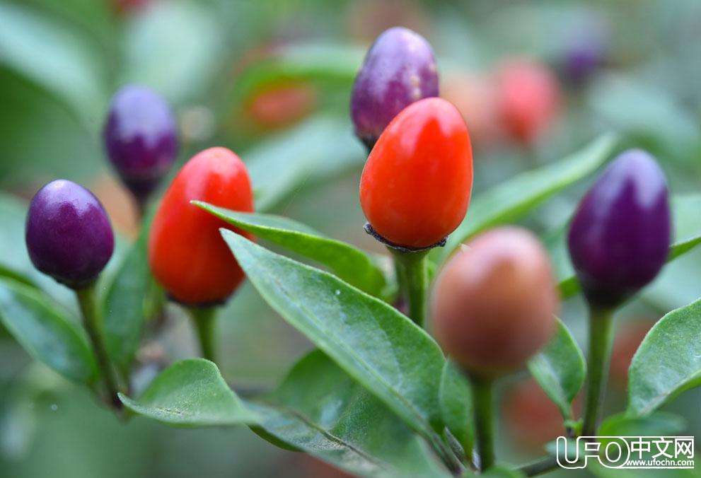 又见一个忙碌的秋冬季节【组图】457 / 作者:伤我心太深 / 帖子ID:18532