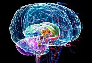 猿类进化成人类的原因是因为小脑加速进化113 / 作者:骑UFO看外星人 / 帖子ID:18609
