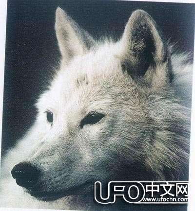 人类灭绝会不会在明天发生679 / 作者:骑UFO看外星人 / 帖子ID:19011