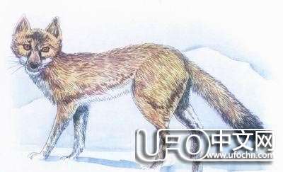 人类灭绝会不会在明天发生525 / 作者:骑UFO看外星人 / 帖子ID:19011