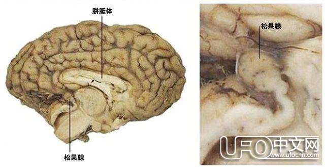人体被忽略的“第三眼”559 / 作者:伤我心太深 / 帖子ID:19414