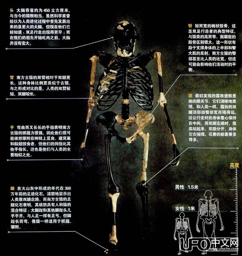图解人类进化史903 / 作者:骑UFO看外星人 / 帖子ID:19680