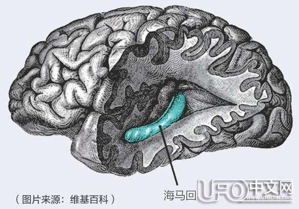 大脑中的空间导航系统892 / 作者:伤我心太深 / 帖子ID:19754