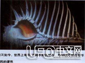 生命如何从海洋进化而来328 / 作者:伤我心太深 / 帖子ID:19894