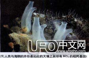 生命如何从海洋进化而来755 / 作者:伤我心太深 / 帖子ID:19894