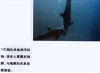 生命如何从海洋进化而来447 / 作者:伤我心太深 / 帖子ID:19894