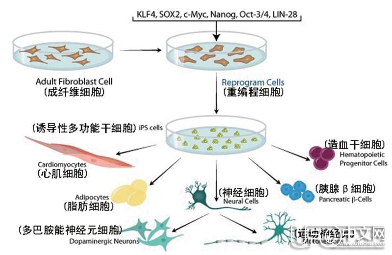 长生不老 逆转生命时钟之谜245 / 作者:伤我心太深 / 帖子ID:20276