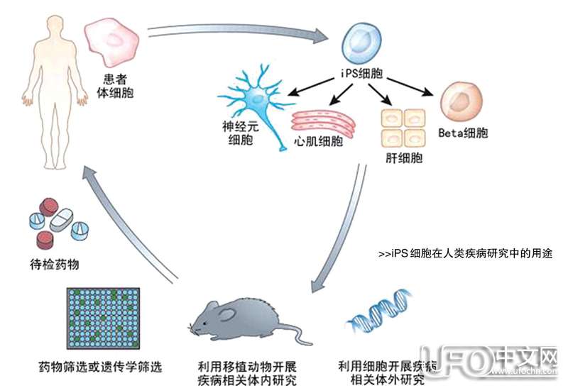 长生不老 逆转生命时钟之谜533 / 作者:伤我心太深 / 帖子ID:20276