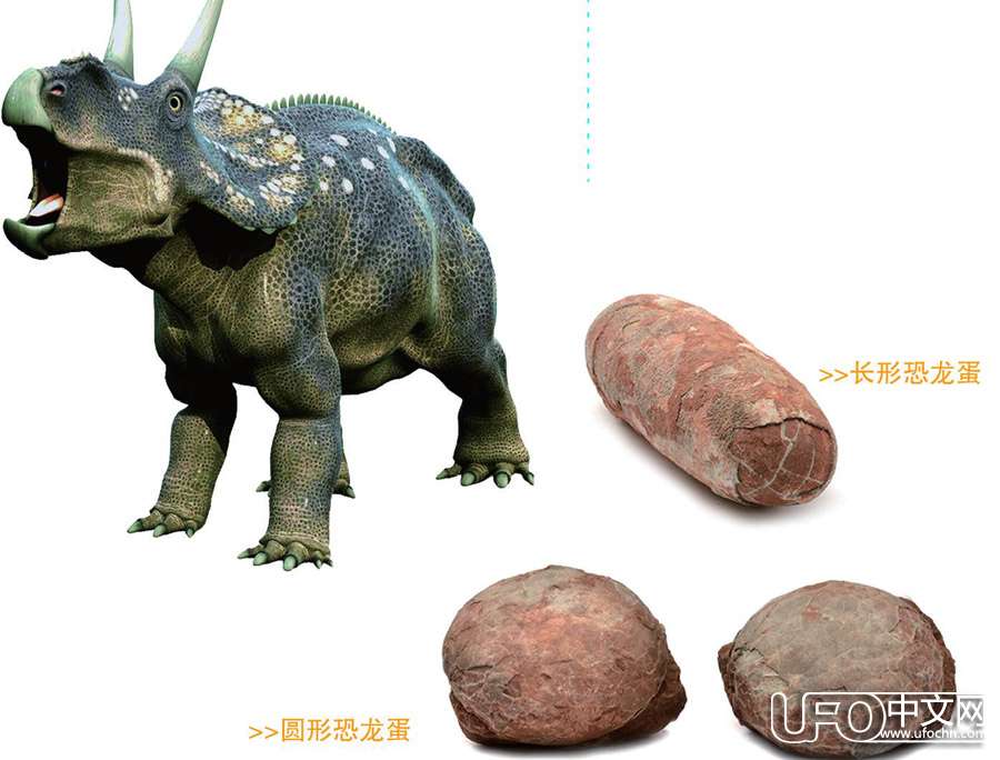 原始恐龙蛋化石【图片】508 / 作者:伤我心太深 / 帖子ID:20644