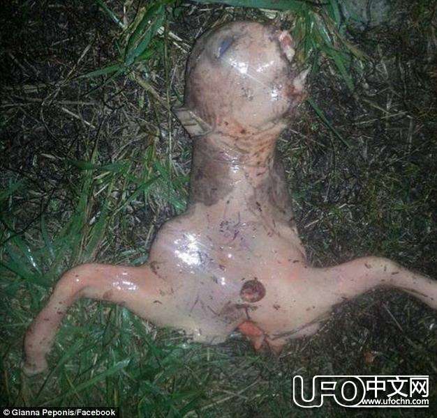加州女子发现外星人尸体 实为羊的胚胎61 / 作者:伤我心太深 / 帖子ID:20919
