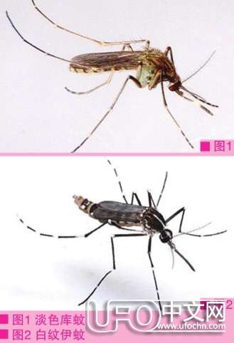 蚊子喜欢叮咬什么血型的人839 / 作者:伤我心太深 / 帖子ID:21144