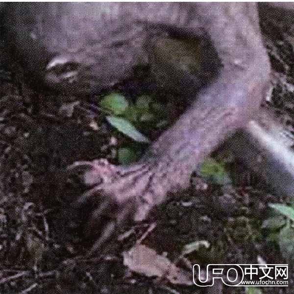 狼人真的存在 保加利亚发现狼人头骨875 / 作者:伤我心太深 / 帖子ID:21428