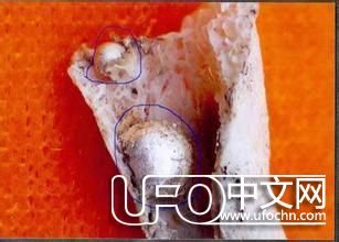 舍利子是什么 有什么用，舍利子是怎样形成的【图片】205 / 作者:伤我心太深 / 帖子ID:21551
