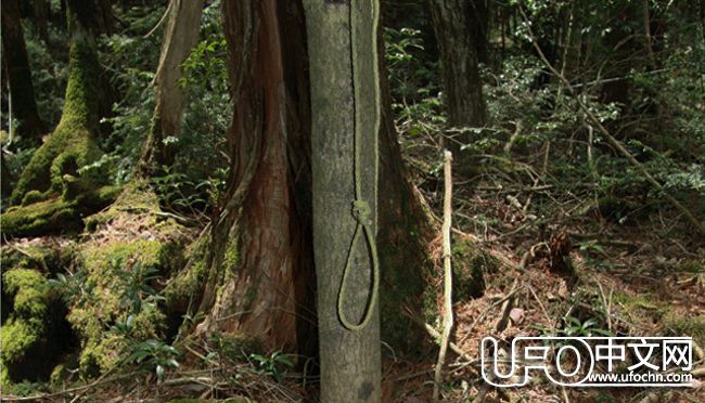 日本富士山的自杀森林，揭秘为什么选择在森林自杀596 / 作者:伤我心太深 / 帖子ID:21635