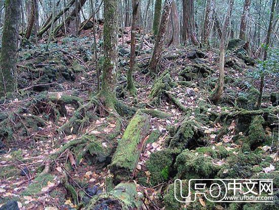 日本富士山的自杀森林，揭秘为什么选择在森林自杀282 / 作者:伤我心太深 / 帖子ID:21635