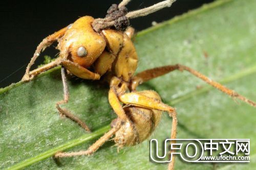 僵尸蚂蚁是什么？会吃人并入侵人类吗？790 / 作者:伤我心太深 / 帖子ID:21701