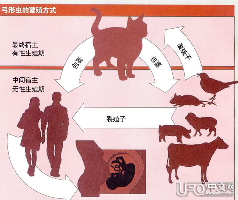 人体寄生虫是如何感染的  寄生虫能入侵大脑924 / 作者:伤我心太深 / 帖子ID:21705