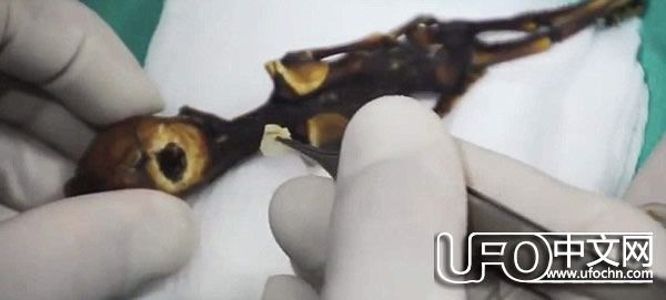 寻找外星人真相 智利沙漠发现15厘米外星人尸体？887 / 作者:伤我心太深 / 帖子ID:21916