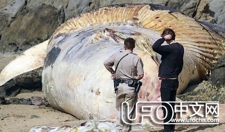 世界上最大的鱼是什么鱼【图片】843 / 作者:伤我心太深 / 帖子ID:22005